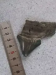 2 INCH MEGALODON FOSSIL SHARK TOOTH BEAUTIOFUL APPEARANCE