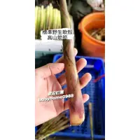 在飛比找蝦皮購物優惠-高山箭筍  開賣啦  現採請先私訊