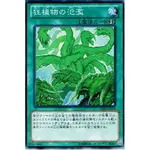 『開闢工作室』 遊戲王 狂植物的氾濫 N 普卡 DE04-JP078 DUEL LINKS 第八彈 決鬥者連線