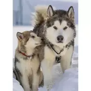Malamute and Cub in Snow - 3D Lenticular Poster -12 x16 Print