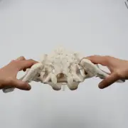 Human Anatomy Features Hip, Sacrum and Tailbone Scientific Female Pelvis Model