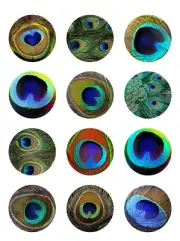 12 Peacock Feathers edible paper, cupcake cookie toppers CHOOSE SIZE pre cut