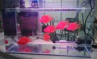 在飛比找樂天市場購物網優惠-台灣 惠弘 LED水中燈 增艷 紅魚增艷 高級觀賞魚專用 燈