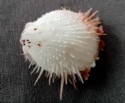 Spondylus gloriosus f. visayensis 78 mm F++ SPECIAL,ALBINO angelic RARE white