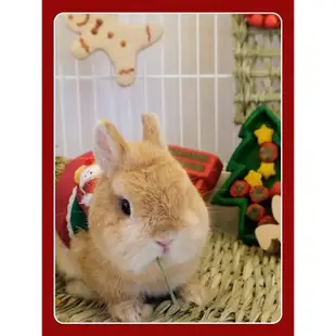 英國rosewood圣誕節櫸木玩具三件套兔子豚鼠龍貓倉鼠啃咬裝飾磨牙