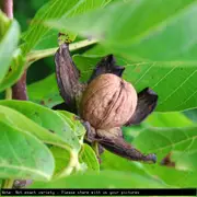 Buy Chandler Walnut Nut Trees - Juglans regia