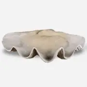 Clam - 22.88 inch Shell Bowl - 22.88 inches wide by 13.38 inches deep