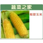 【蔬菜之家滿額免運】( XL )大包裝G07.超甜玉米(黃穗)種子(1磅裝) (蔬菜種子)