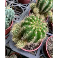 在飛比找蝦皮購物優惠-🌵金盛丸Echinopsis calochlora K.Sc