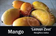 Fruit Tree ID Tag Orchard Plant Bed Label Display Stake - Lemon Zest Mango
