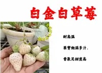 在飛比找樂天市場購物網優惠-尚未開花結果 [ 白金白草莓盆栽 日本白草莓盆栽 粉白草莓 