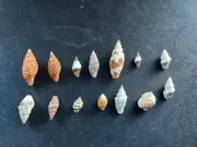 #0017 Nice colorful mix of smaller approx. 14-24mm Sea snail shells