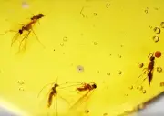 Swarm of insects - Wasp and Diptera, Fossil Inclusion in Dominican Amber