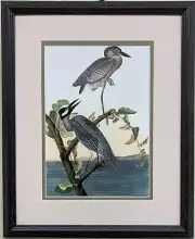 John James Audubon "Yellow Crowned Heron" Custom Framed Art Print Bird Nature