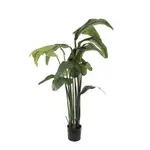 [OneWorld Collection] Travellers Palm 1.8m