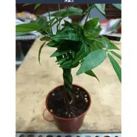 在飛比找蝦皮購物優惠-☈綠玫☈喬木植物☈馬拉巴栗(辮子型)☈3吋盆☈