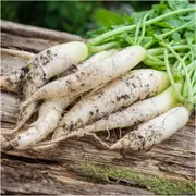Radish - White Icicle seeds