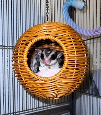 A Pets Hammock Nest Exercise Training Perch Lovebirds Parakeet Sugar Gliders