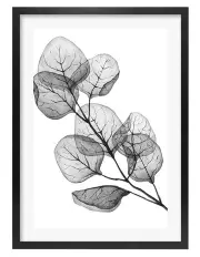 [Profile Australia] Transparent Eucalyptus Silver Dollar Leaves Art Print A1 Frame in Black