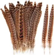 24Pcs Female Ringneck Pheasant Tails Feathers Natural Feathers 12-14Inch 30-35Cm