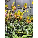 櫻草仙履蘭（粉色）PAPHIOPEDILUM PRIMULINUM VAR PURPURATA