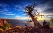 office wall decor tree of life photogragh art poster