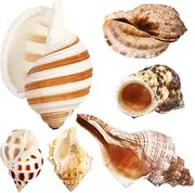 GALPADA 6 Pcs Natural Conch Shells for Crabs Unique Beach Decoration Smooth Safe Crab Accessories for Aquariums for Home Decor Crafting