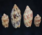 FOUR pcs BAT VOLUTE SEA SHELLS 2 to 3-1/2" BEACH DECOR CRAFT REEF NAUTICAL