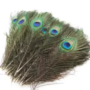 50Pcs Real Taxidermy Natural Peacock Feathers Tail Blue Eye Craft Free Shipping