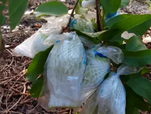 肉龍伯 燕巢牛奶蜜棗/牛奶芭樂