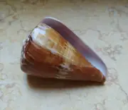 Conus maldivus generalis nice Pattern Nature massive 85.5 mm red sea shell