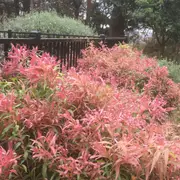 Buy Great Balls of Fire Tree - Callistemon salignus