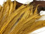 50 Pieces - Antique Gold Bleached & Dyed Peacock Swords Cut Wholesale Feathers