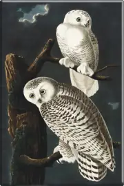 Magnet - Snowy Owls White Bird Prey Tree 1800s Illustration Vintage Repro 3" New