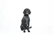 MOG AND BONE NEOPRENE HARNESS BLACK DOG MEDIUM