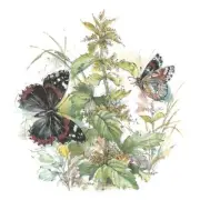 Butterflies and Irises Overglaze Ceramic Decals
