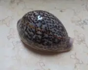 F Cypraea pantherina 91.3 mm F++++ sea shell nice gray color natural glossy