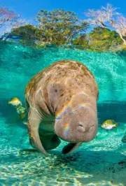 3D Refrigerator Magnet - MANATEE 2 - Whiteboard, Locker - 91¢ shipping