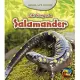 Life Story of a Salamander