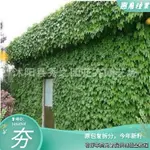 庭院綠化爬藤植物爬山虎花苗五葉地錦爬墻虎基地髮貨墻體綠葉【惠農園藝】