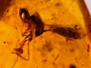 A101 BU736 Evaniid Ensign Wasp in Burmese Amber Burmite 99mya