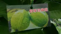 在飛比找Yahoo!奇摩拍賣優惠-花花世界-水果苗**四季珍珠拔** -四季珍珠芭樂4.5吋盆