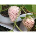 日系白草莓雪芹草莓苗