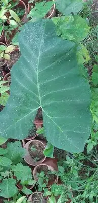 在飛比找Yahoo!奇摩拍賣優惠-妞妞花園 千年芋 五年芋 成株 造景 食用