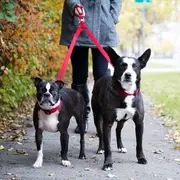 Double Dog Leash Lead Coupler - Walk and Control 2 Dogs Easily 2.0cm Width
