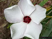 Buy Native Rosella Hibiscus Plants/Shrubs (Hibiscus heterophyllus)