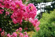 Buy Crepe Myrtle Flowering Tree - Sioux, Lagerstroemia