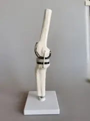 Detachable 1:1 Artificial knee joint Medical Anatomical Skeleton demo model