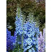DELPHINIUM 'Pacific Giants Mix' seeds