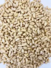 Top Quality Pine nut kernel without shell Bulk Wholesale